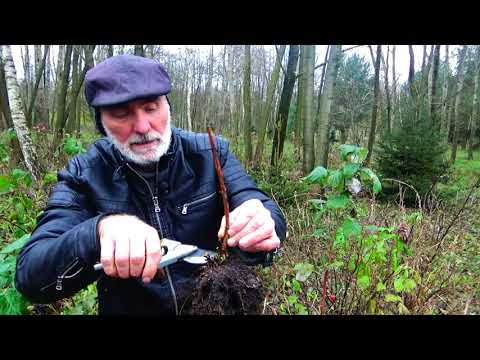 Cięcie i rozmnażanie malin