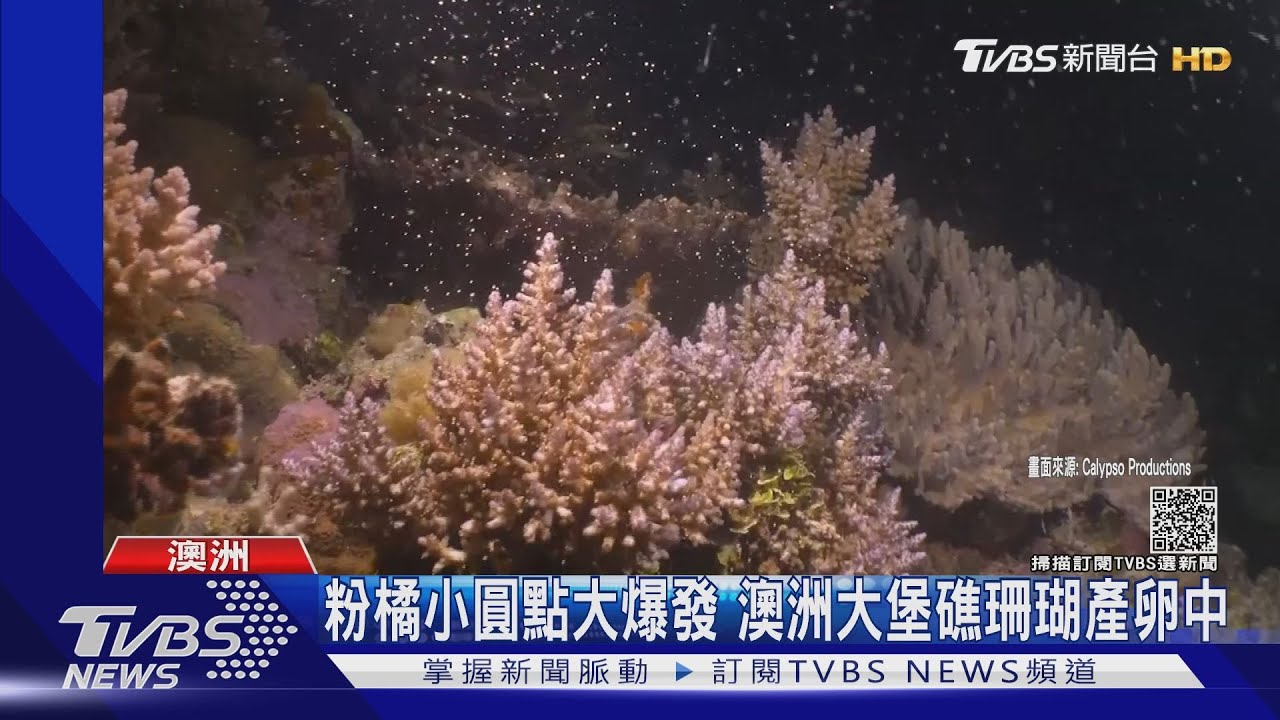 澳洲大堡礁珊瑚產卵大爆發 科學家讚嘆生機蓬勃