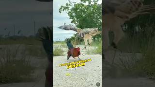 Download lagu Ternyata Elang Kalah Bertarung Melawan Ayam Jago !! elang vs ayam #shorts #elang #ayam mp3 Download lagu Ternyata Elang Kalah Bertarung Melawan Ayam Jago !! elang vs ayam #shorts #elang #ayam mp3