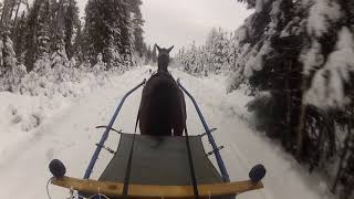 Dobilas (the horse) and Sinner (the dog) training session today 2 off 2