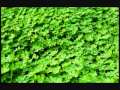 Irish Music Riverdance