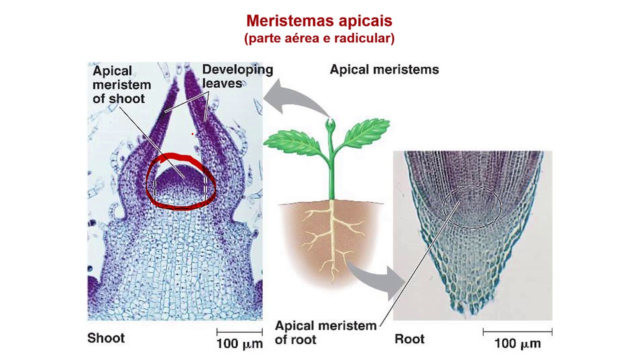 Crescimento e desenvolvimento_introdução (22:53)
