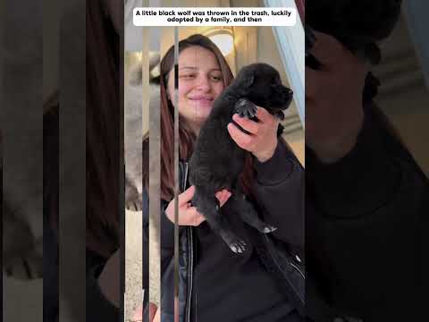 Abandoned wolf cub in trash bin, raised in human love #blackwolf #animals #shorts