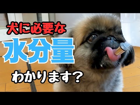 犬が1日に飲むべき水の量