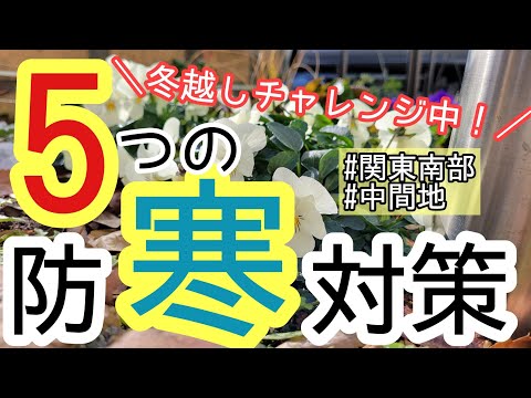 初霜から庭を守るための効果的で安価な 4 つの方法!  庭園