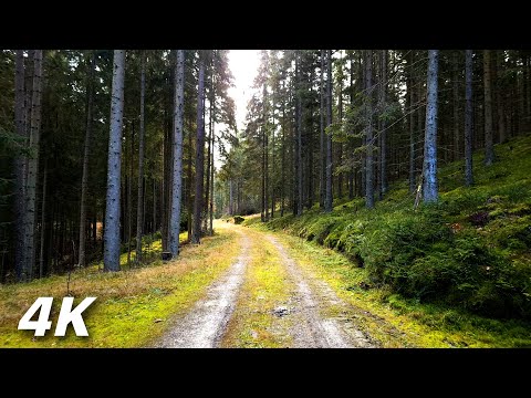 Train Tracks In The Woods - ASMR Relaxing Virtual Forest Walk 4k Nature Sounds No Music