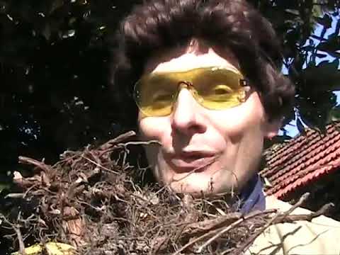 Cucurbitacee Michel l ingenieur informaticien