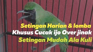 Download lagu [Cara & perawatan] Settingan Harian dan lomba Cucak Ijo over Jinak mp3