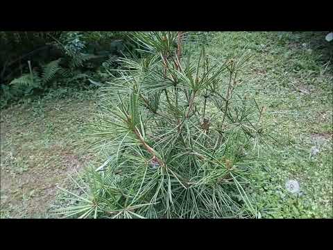 Sośnica Japońska - Poradnik Ogrodowy #402