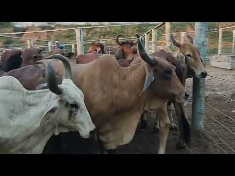FEIRA DO GADO EM CIPÓ BA 29/4/26