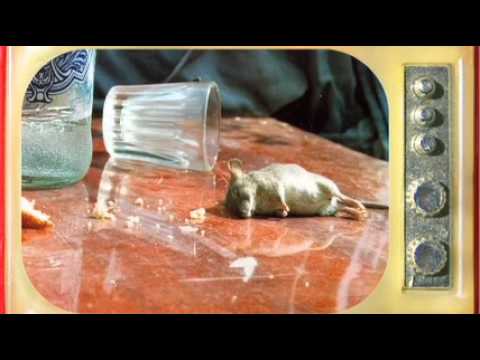 Las Balkanieras - What's Cooking