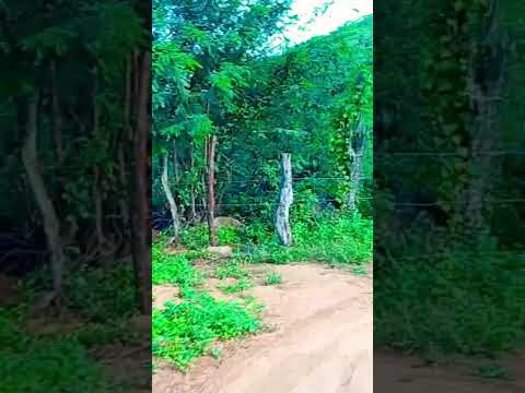 notícias serra dá Caiçara Maravilha Al 11/06/2026