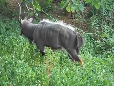 Male Nyala (Antelope) Dominance Display