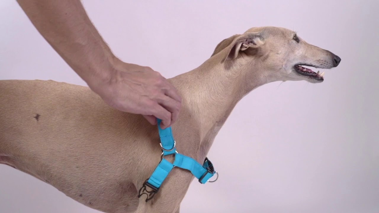 Como poner un arnés ADORA