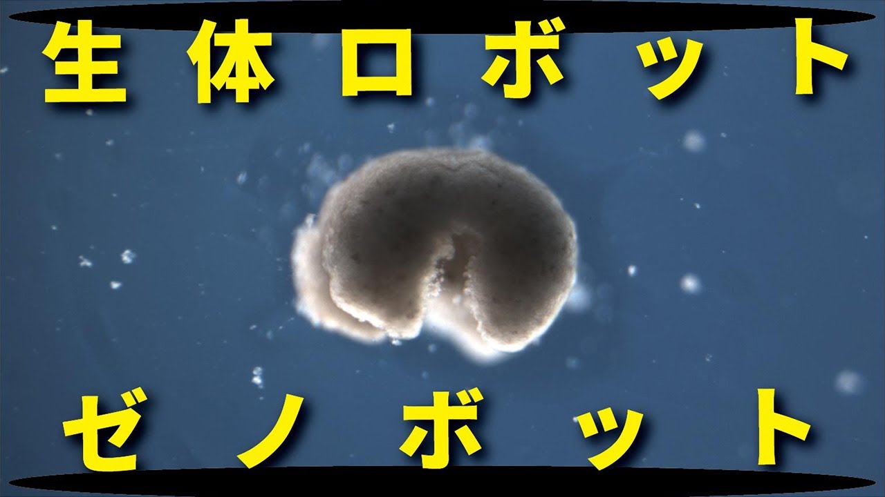 生体ロボット『ゼノボット』について