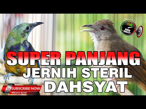 CUCAK CUNGKOK ISIAN VS KAPAS TEMBAK GACOR PANJANG JERNIH SPEED RAPAT BAIK UNTUK MASTERAN MURAI BATU