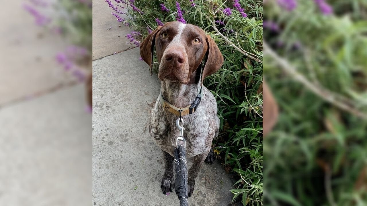 YouTube video preview