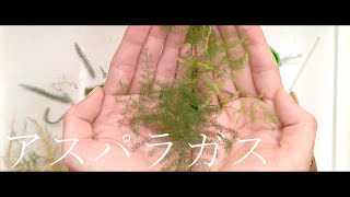 【アスパラガス・プルモーサス・ナナス】アスパラガスの散髪をする【ボイスロイド】