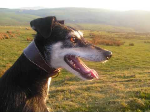 HARE COURSING DOG. SALLY. QUEEN OF THE MOORS