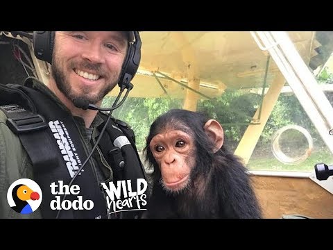 Rescued Chimp Needs All the Love He Can Get