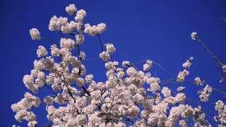 AQUI Y AJAZZ, NATHAN EAST "Overjoyed" Featuring Steve Wonder