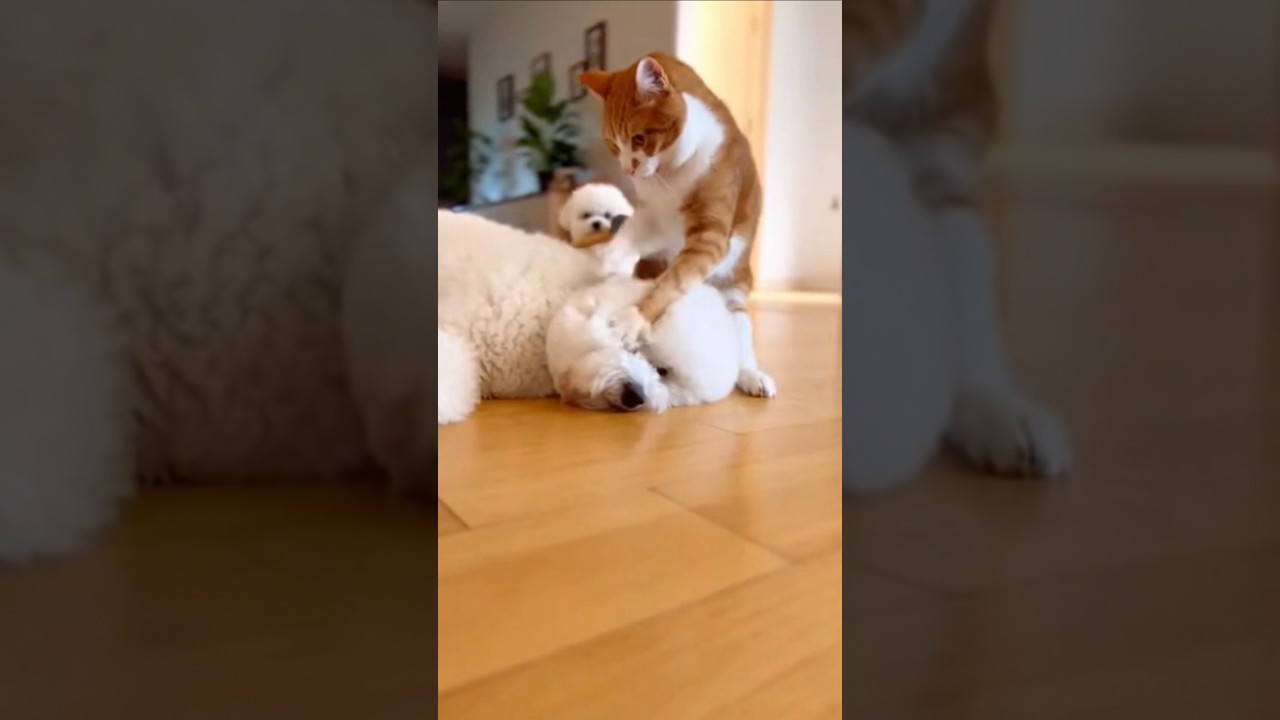 Cheese Cat Smacks Bichon Mom—Until Baby Bichon Appears with a Hammer 😂🐱🐶