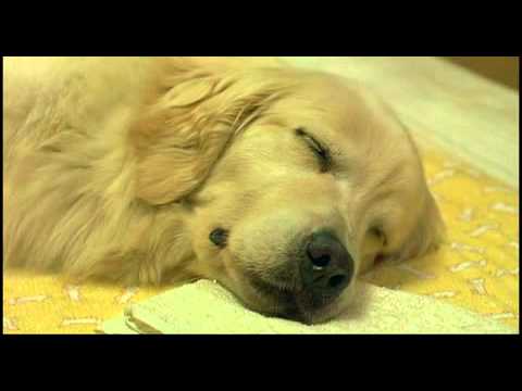 10 Promises To My Dog (2008) Trailer