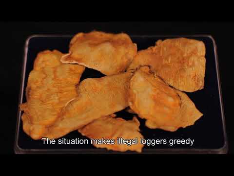 Taiwanofungus camphoratus Niuchangchih