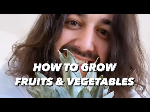 How to Grow Plants from Store-Bought Fruits & Vegetables | creative explained
