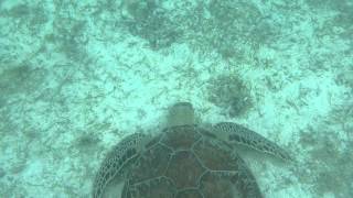 preview picture of video 'Unexpected Close Encounter with Stingray - Maho Bay St. John USVI'