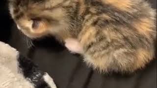 Dramatic kitten
