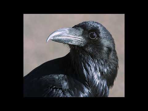 Kruk   posłańcem z zaświatów