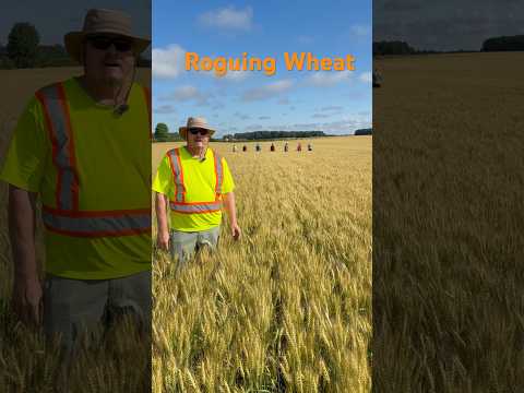 We rouging wheat to ensure we are bringing you the highest quality certified seed #seriousabouteheat
