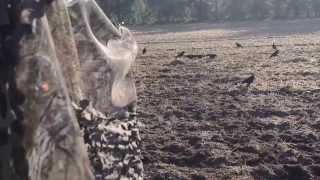 Krähenjagd 2.0 Hunterfieber202 (GoPro / Nikon5100d)