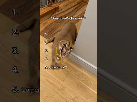 The last one was fatal☠️