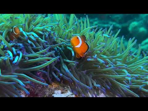 Moalboal, Cebu Philippines – Part 5 - scuba diving video
