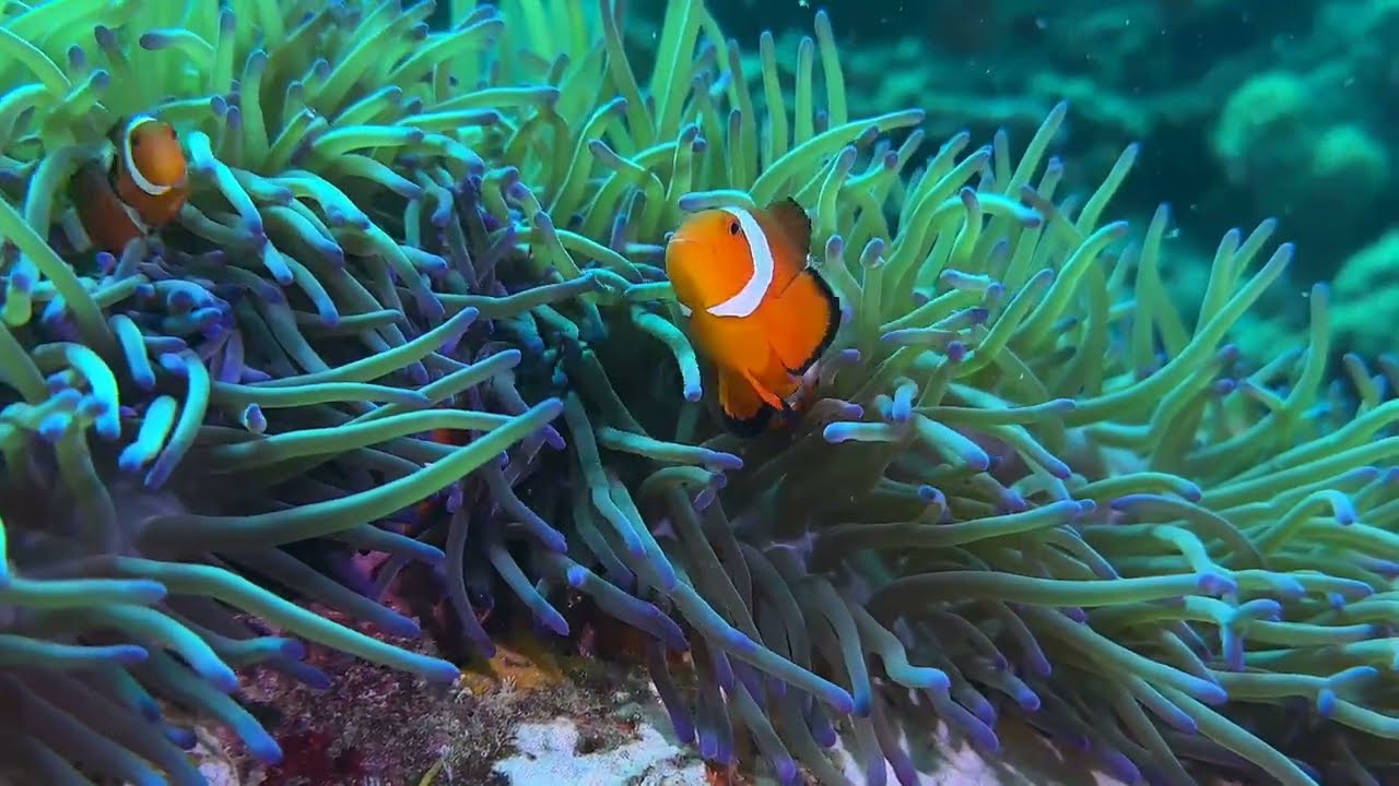 Fifth of 5 videos - C selection of Moalboal's Vertebrates