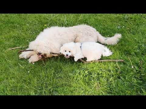 Fiete & Duke vs Stick