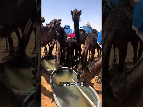 사막에 물 한 양동이를 놓으면 다음에 무슨 일이 일어날지 절대 못 맞출 거예요.