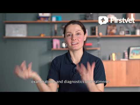 Meet the FirstVet veterinarian Maiju