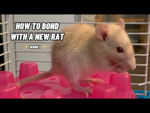 How To Bond With A New Pet Rat!