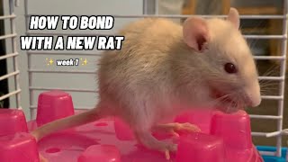 How To Bond With A New Pet Rat!