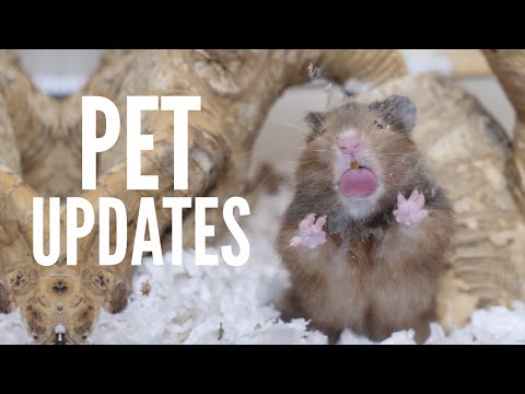 Pet Updates | Feb 2021