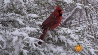 Nature: Cardinals in the Oklahoma snow