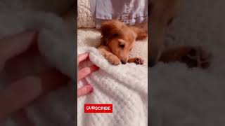 Cute And Funny Dog Video #Shorts #32