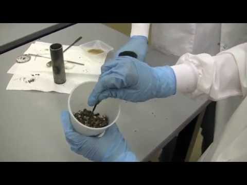 Jatropha seed to oil process
