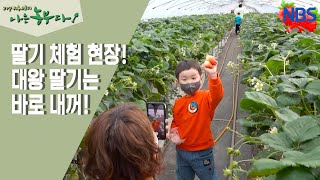 [딸기 부부의 금쪽같은 내 딸기] '대왕 딸기' 찾기 대회