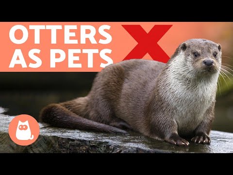 image-Are otters good pets to have?