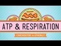 Documentary Science - Crash Course - Biology - ATP and Respiration