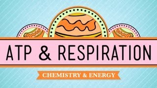 ATP &amp; Respiration: Crash Course Biology #7